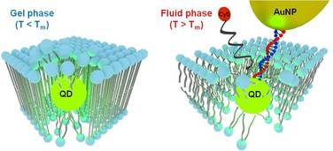 Graphic showing 3-D crystal structure of a Gel phase vs a Fluid phase